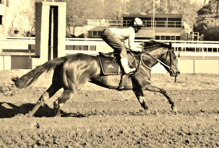 The Sail From Seattle mare Seattle Lady Makes it a Double