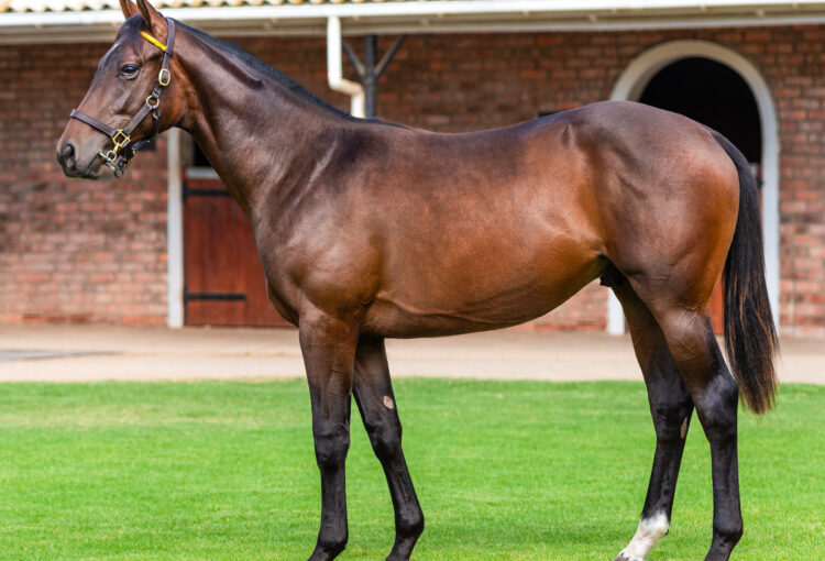 EXCITING Prospects From Cape Racing Sales