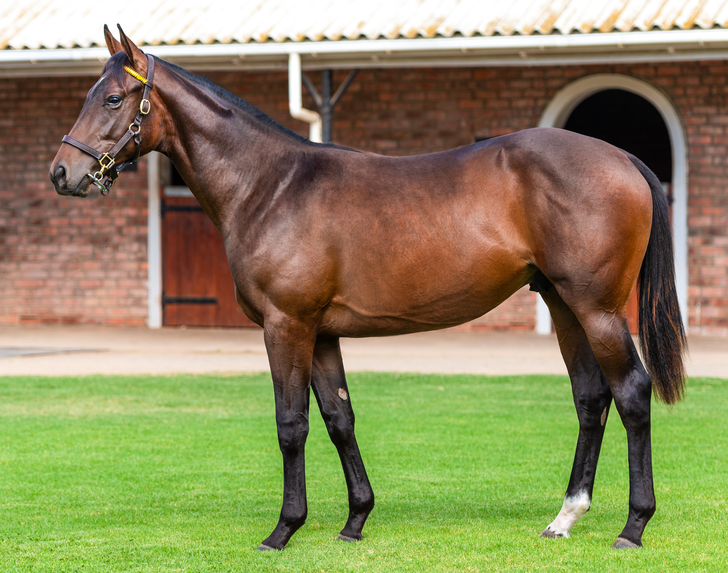 EXCITING Prospects From Cape Racing Sales